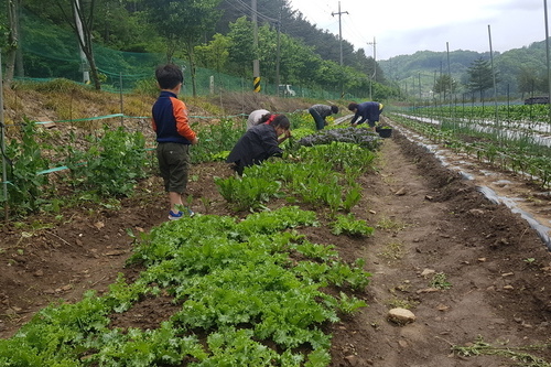 텃밭 체험 사진
